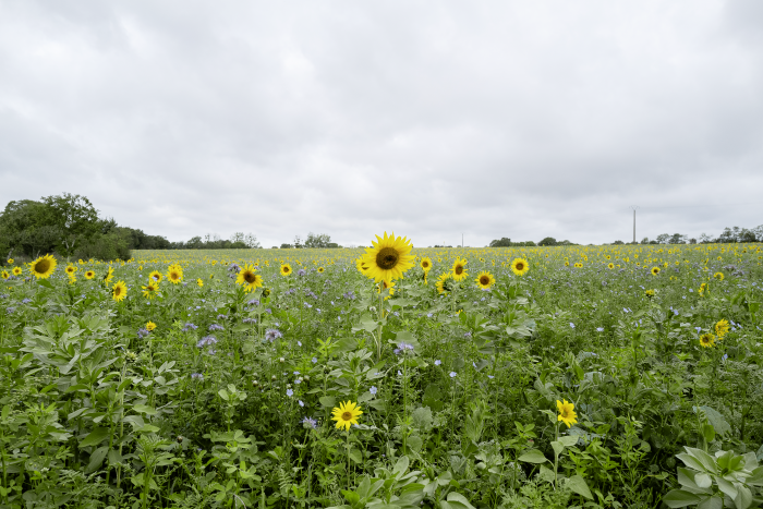 Biodiversité : le sol, là où tout prend racine