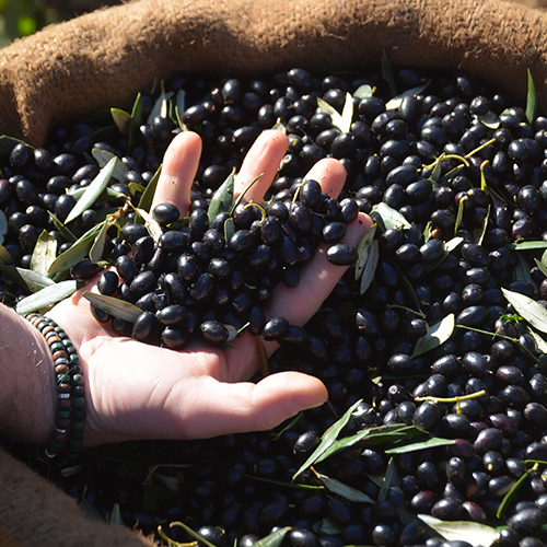 L’huile d'olive bio Quintesens en tetra